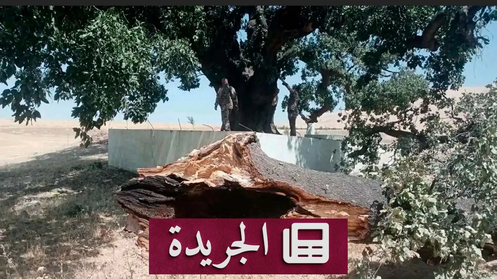 اعتداء على شجرة بلوط تاريخية عمرها 400 عام في كردستان العراق - آخر الأخبار - الجريدة