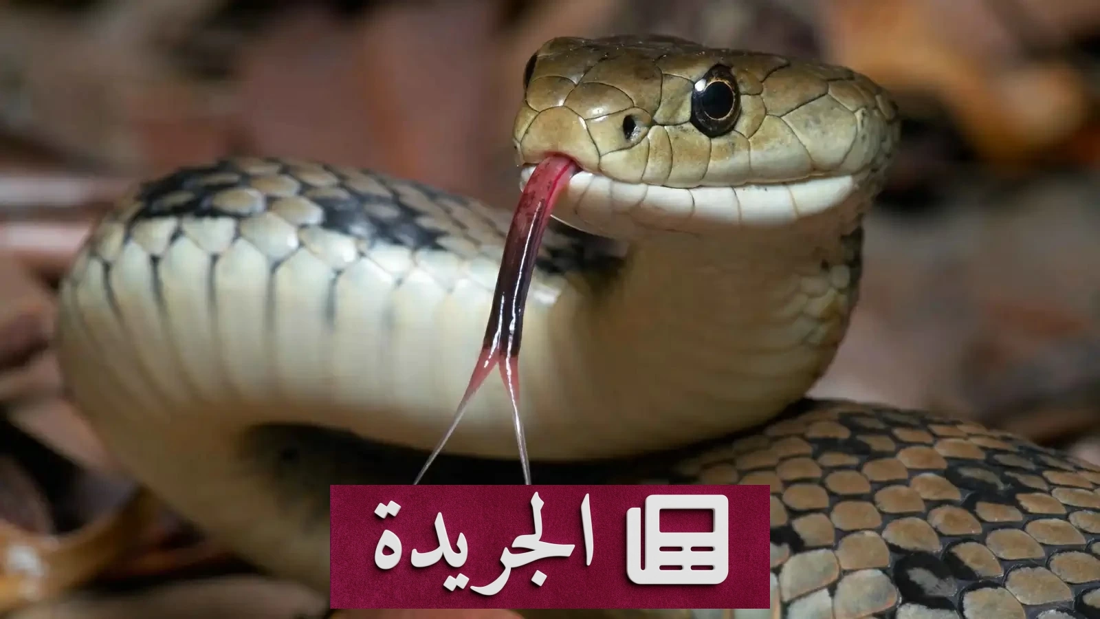 عازفة أمريكية تواجه الموت بعد لدغة أفعى في منزلها - آخر الأخبار - الجريدة