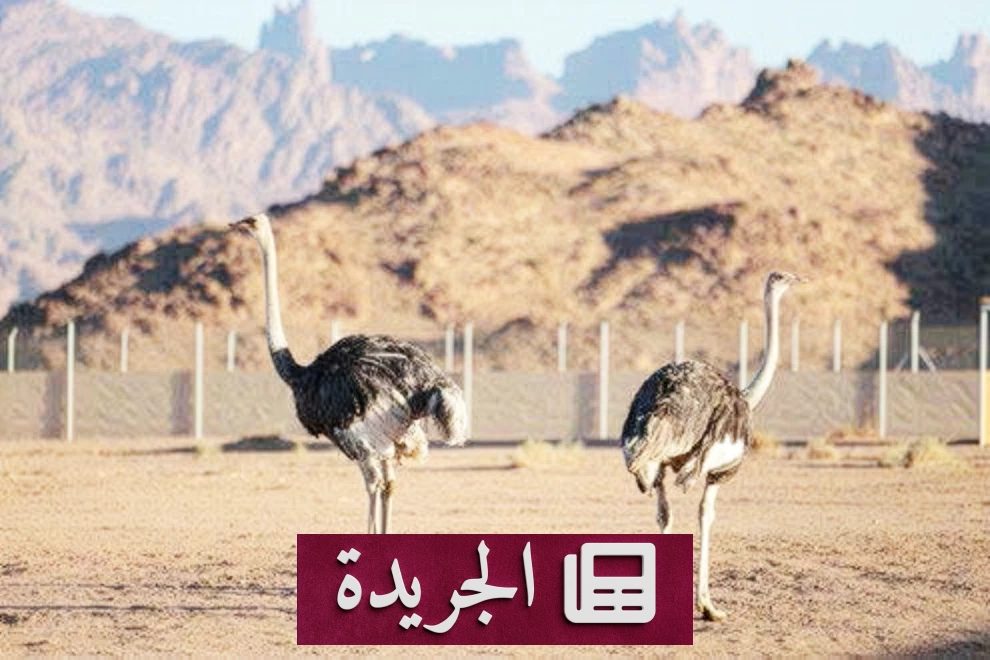 عدسات تحكي حكاية محمية الأمير محمد بن سلمان في اليوم العالمي للتصوير - آخر الأخبار - الجريدة