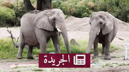 عندما تتحدث الحيوانات.. غوادالاخارا تستعيد سحر «بول» في المونديال - آخر الأخبار - الجريدة