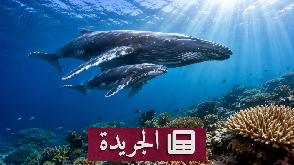 عودة الحيتان الحدباء إلى الحاجز المرجاني الأسترالي تعكس نجاح جهود المحافظة - آخر الأخبار - الجريدة