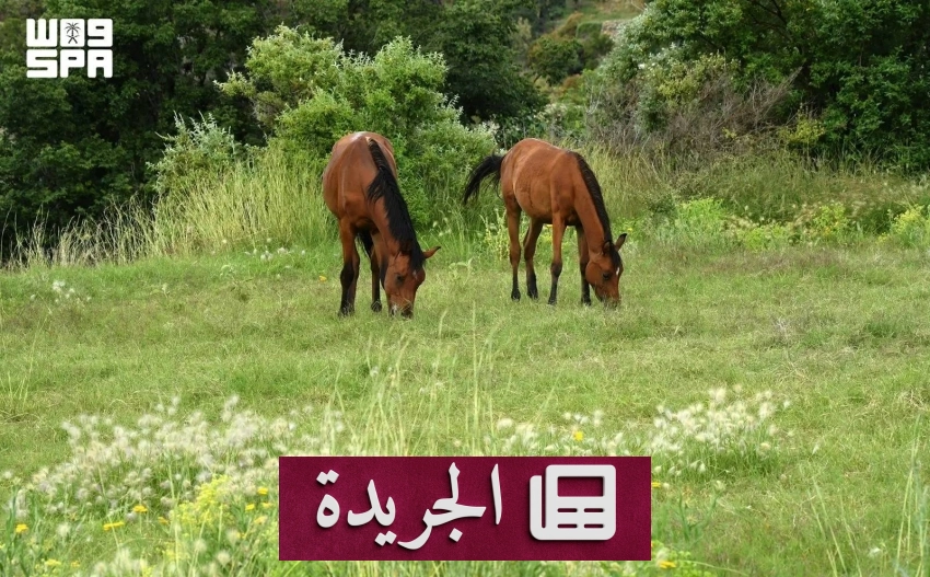 عسير تتفرد بثرائها البيئي في اليوم العالمي للبيئة - آخر أخبار الجريدة