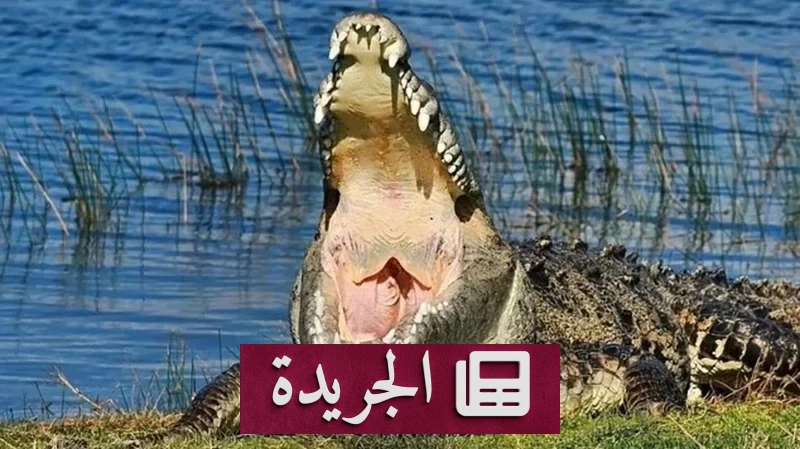 أب يخوض معركة الموت لإنقاذ ابنه من تمساح ضخم في فلوريدا - آخر أخبار الجريدة