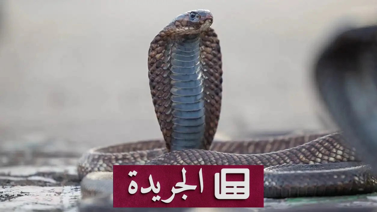 أفعى سامة تخترق حقيبة طفل في فصل دراسي بالهند - آخر الأخبار - الجريدة