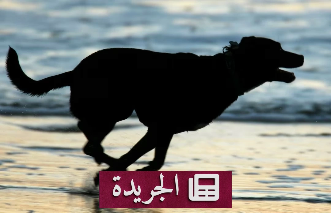 اكتشاف علمي يغير التاريخ.. الكلاب رافقت البشر قبل ظهور الزراعة بآلاف السنين - أخبار أونلاين