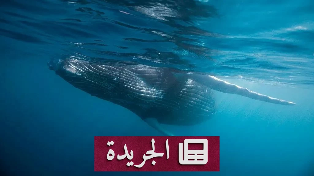 صورة توضح هيكل عظمي لحوت في أعماق المحيط الهندي ضمن مقبرة الحيتان المكتشفة حديثًا