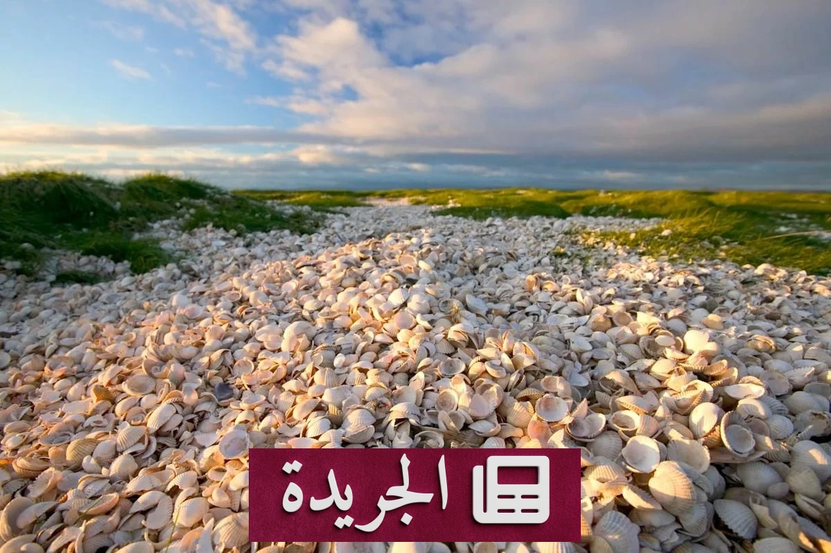 اكتشاف جزيرة نادرة في المحيط الهادئ تشكلت من مخلفات المحار منذ 1200 عام - أخبار أونلاين