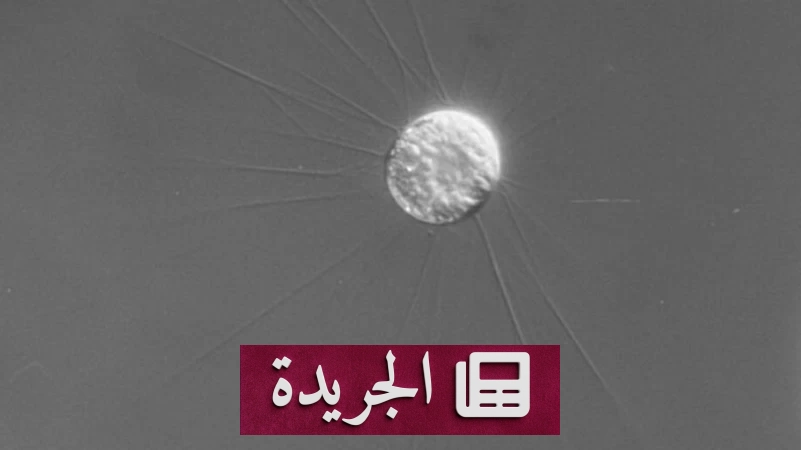 اكتشاف كائن بحري مجهري ينجب أحفاده قبل أبنائه - آخر أخبار الجريدة