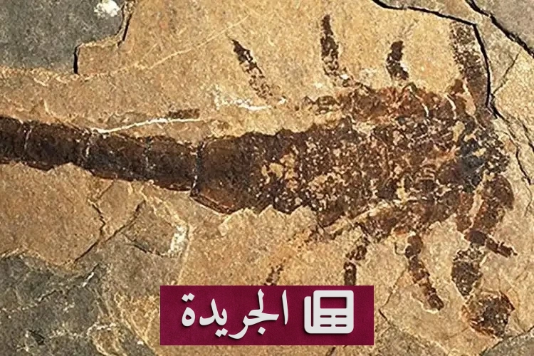 اكتشاف مفاجئ.. علماء ينجحون في حل لغز عقرب عملاق عمرها 150 عاماً - آخر الأخبار - الجريدة