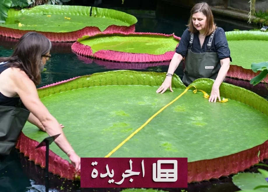 اكتشاف نادر لزنبق ماء عملاق في كولومبيا بعد لقطة على إنستغرام - آخر أخبار الجريدة