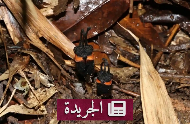 اكتشاف نبتة غريبة في تايلاند تشبه مشهداً من أفلام الرعب - آخر الأخبار - الجريدة