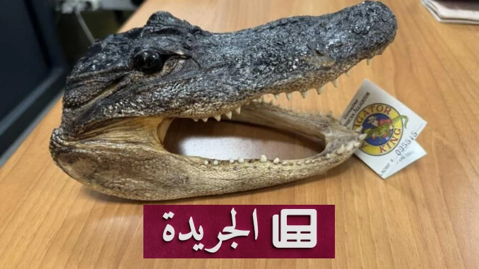 اكتشاف رأس تمساح مجفف في حقيبة مسافر بإيطاليا يثير استنفار السلطات - آخر أخبار الجريدة