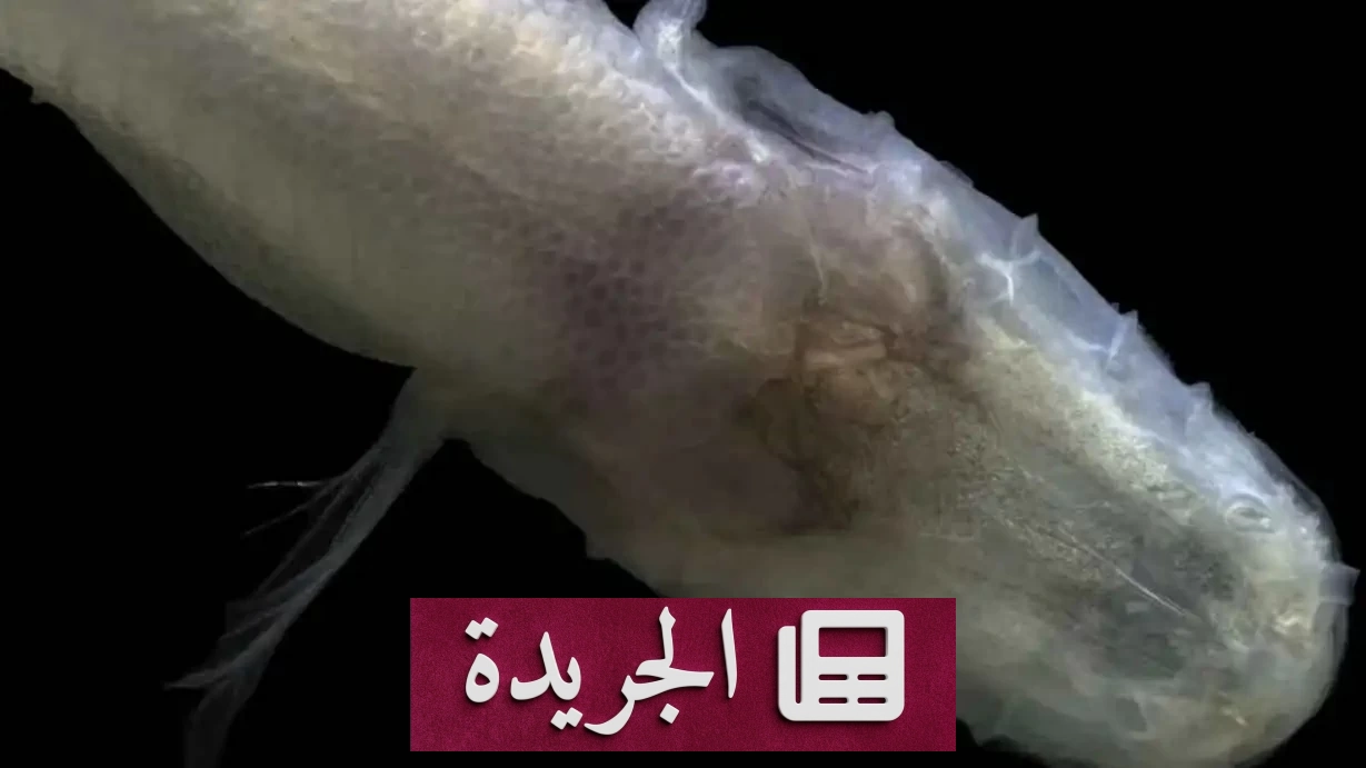 اكتشاف سمكة كهف شفافة بدماغ مرئي في أمريكا - آخر الأخبار - الجريدة
