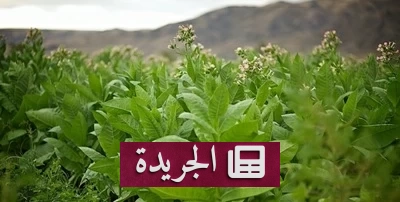 اكتشاف سر إنتاج النيكوتين بعد قرنين من الغموض - أخبار أونلاين