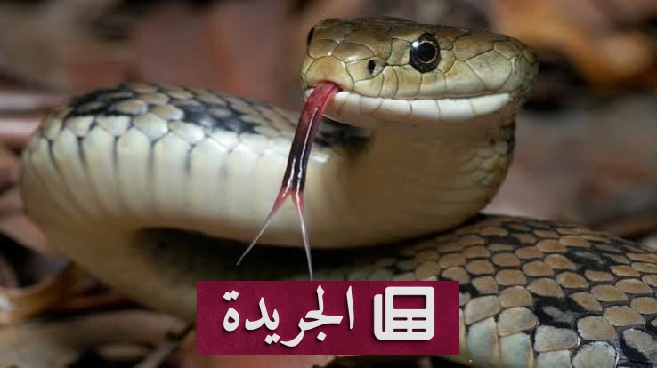 اكتشاف ثعبان آكل للبيض في إثيوبيا بعد سبع سنوات من الغموض - آخر الأخبار - الجريدة