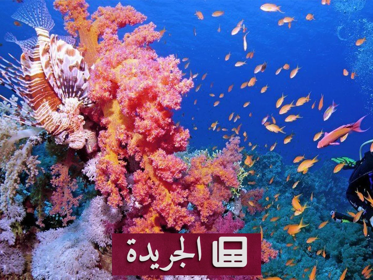 اكتشافات علمية تحدد مناطق «صامدة» للشعاب المرجانية حول العالم - آخر الأخبار - الجريدة