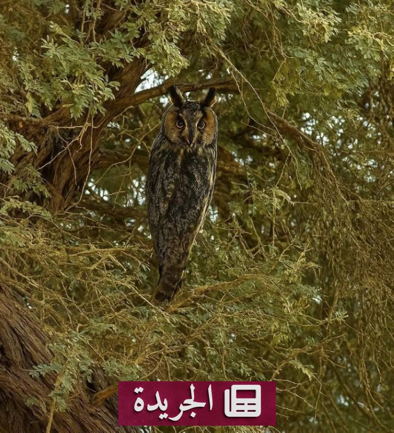 اكتشافات بيئية نادرة في محمية الملك عبدالعزيز الملكية - آخر الأخبار - الجريدة