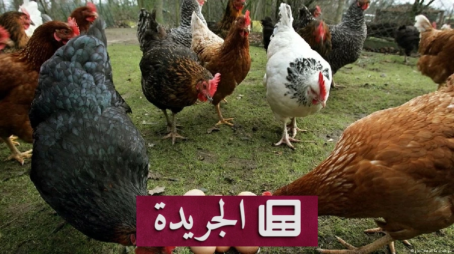 العلم يحل لغز الدجاجة والبيضة نهائيا - آخر الأخبار - الجريدة