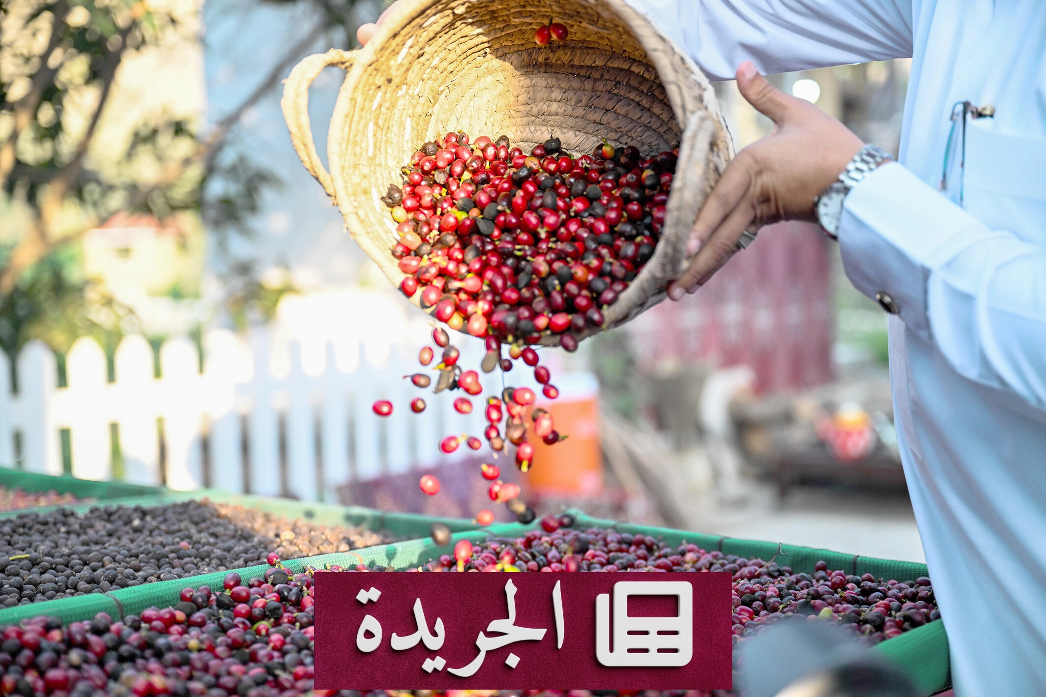 البن السعودي في جازان.. تراث زراعي وثقافي يمتد 300 عام - آخر الأخبار - الجريدة