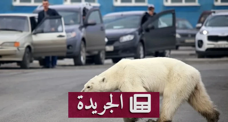 الدببة تهدد سلامة الطلاب في روسيا.. التعليم ينتقل إلى المنازل - آخر الأخبار - الجريدة