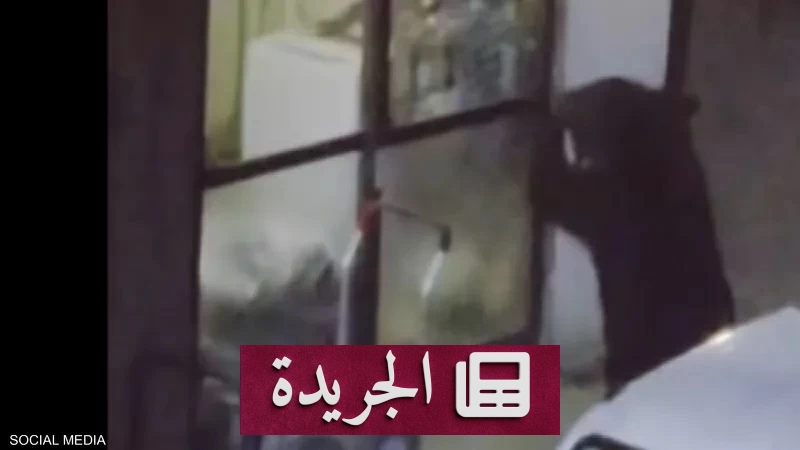 الدببة تتحول إلى لصوص مطابخ في اليابان.. 5 قتلى وذكاء يثير الرعب - آخر الأخبار - الجريدة