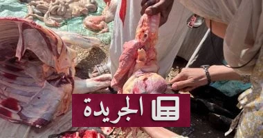 **الضوابط الصارمة: قانون الطب البيطري 1954 يحدد حدود الممارسة المهنية** - أخبار أونلاين