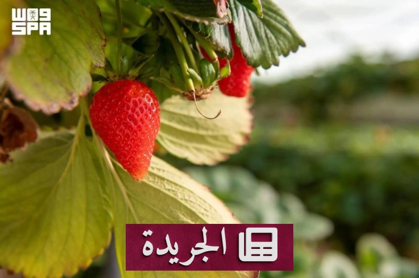 الجوف تتحول إلى مزار فاكهة ملون طوال العام - آخر الأخبار - الجريدة