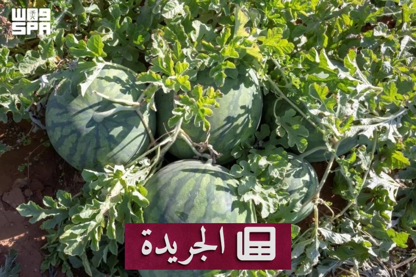 الجوف تتحول إلى رافد زراعي حيوي في المملكة - آخر الأخبار - الجريدة
