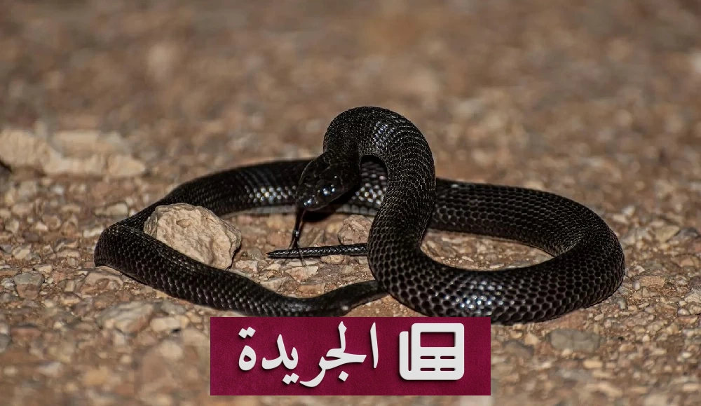 الحدود الشمالية تحتضن «الصِّل الأسود».. دور بيئي حيوي وتحذير من الاقتراب - آخر أخبار الجريدة