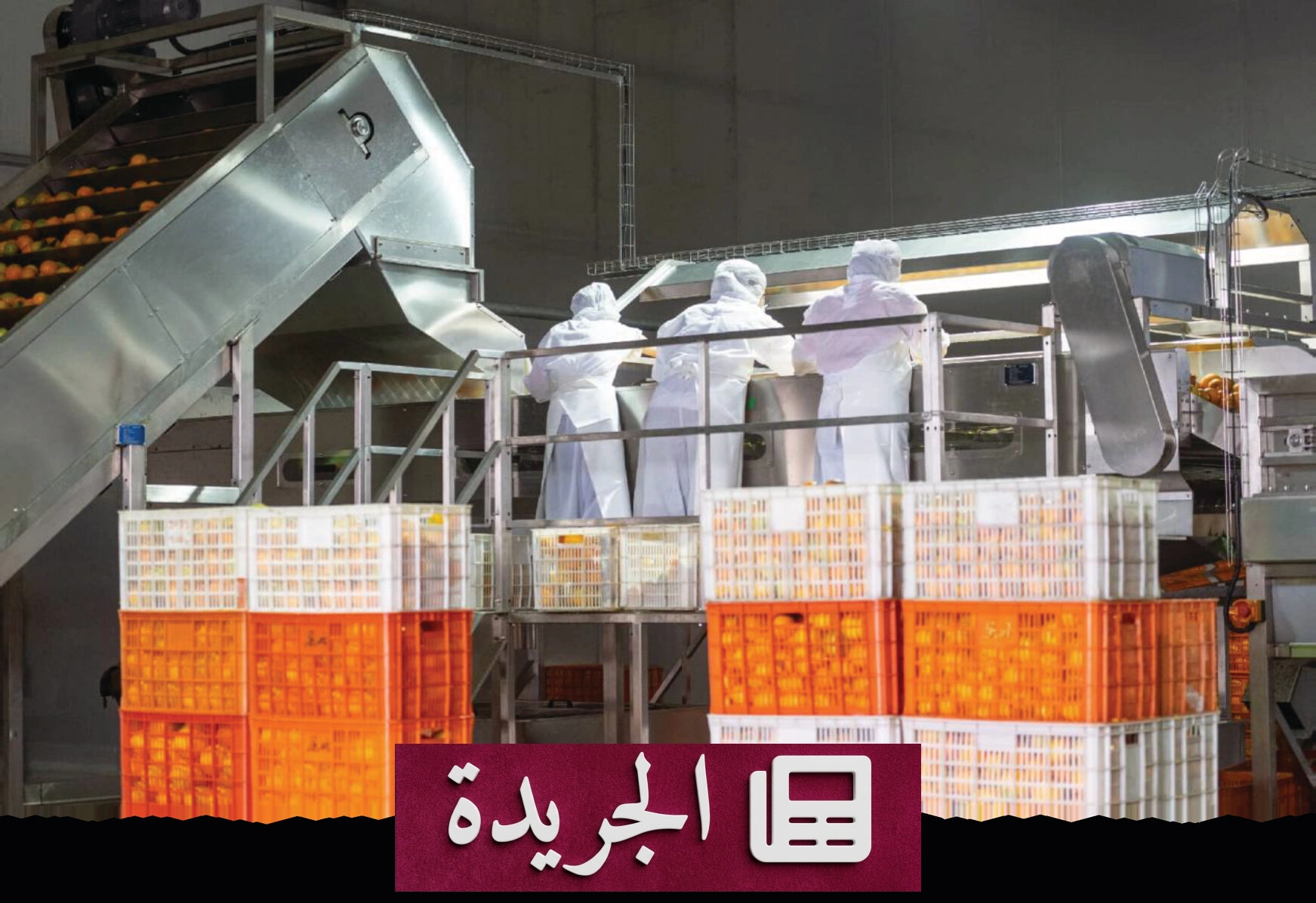 الحمضيات الصينية تتحول إلى قوة اقتصادية عالمية بفضل الابتكار والتكنولوجيا - آخر الأخبار - الجريدة