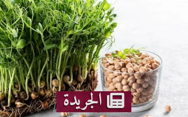 الحمص بين الصحة والرجيم.. فوائده الصحية وأسراره الغذائية - أخبار أونلاين