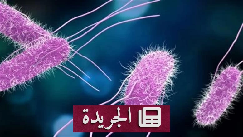الهيئة القومية لسلامة الغذاء تحسم الجدل حول سلامة البيض المصري - آخر أخبار الجريدة