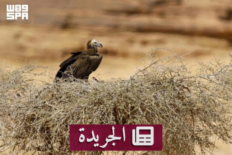 الهيئة الملكية بالعلا تحمي النسور عبر تقنيات متقدمة - آخر الأخبار - الجريدة
