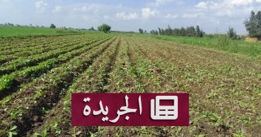 القانون المعدني الجديد: عقوبات صارمة ضد استغلال الأراضي الزراعية للمحاجر - أخبار أونلاين