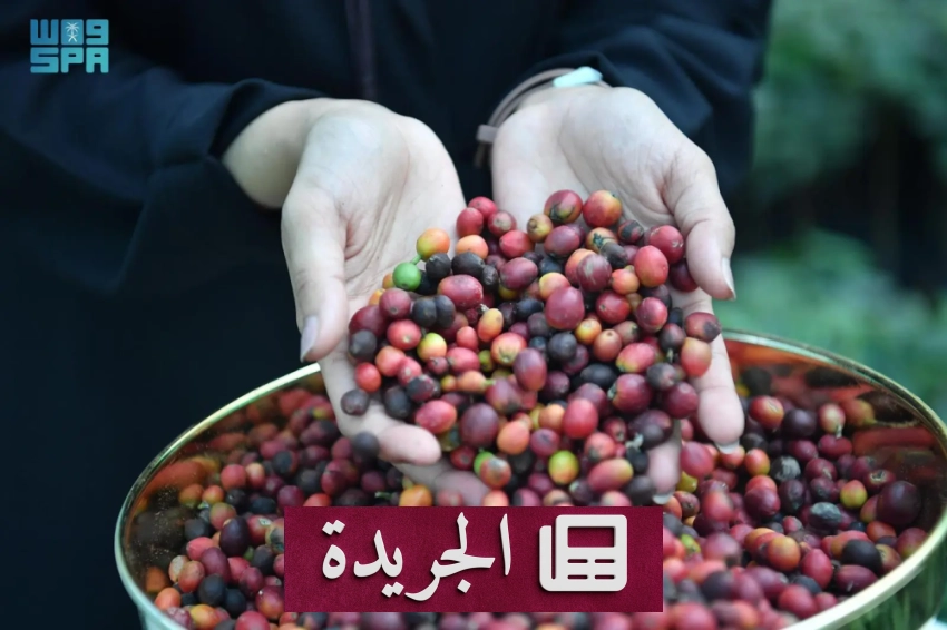 القهوة السعودية تراث حي يعبر عن الضيافة والكرم في جازان - أخبار أونلاين