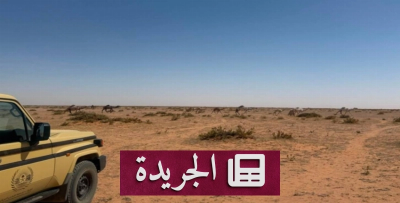 القوات المسلحة تحذر من رعي الإبل دون ترخيص وتحدد غرامة مالية - آخر الأخبار - الجريدة