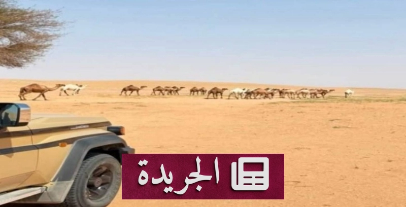 القوات المسلحة تحذر من رعي الإبل دون ترخيص وتحدد غرامة مالية - آخر الأخبار - الجريدة