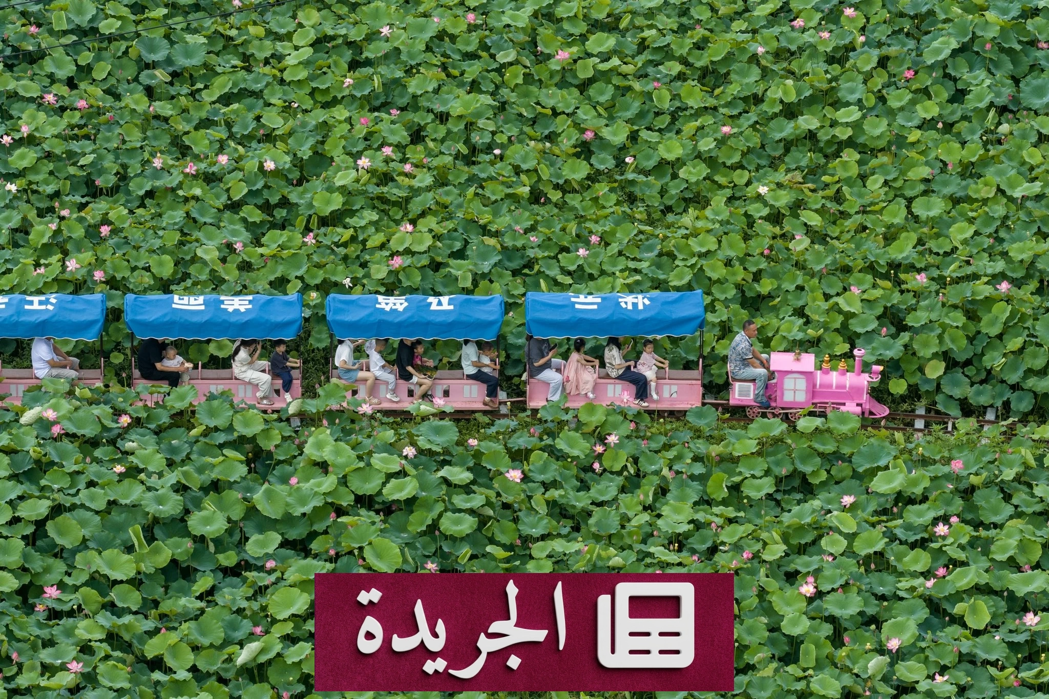 المزارع الصينية تتحول إلى وجهات سياحية ترفيهية - آخر الأخبار - الجريدة