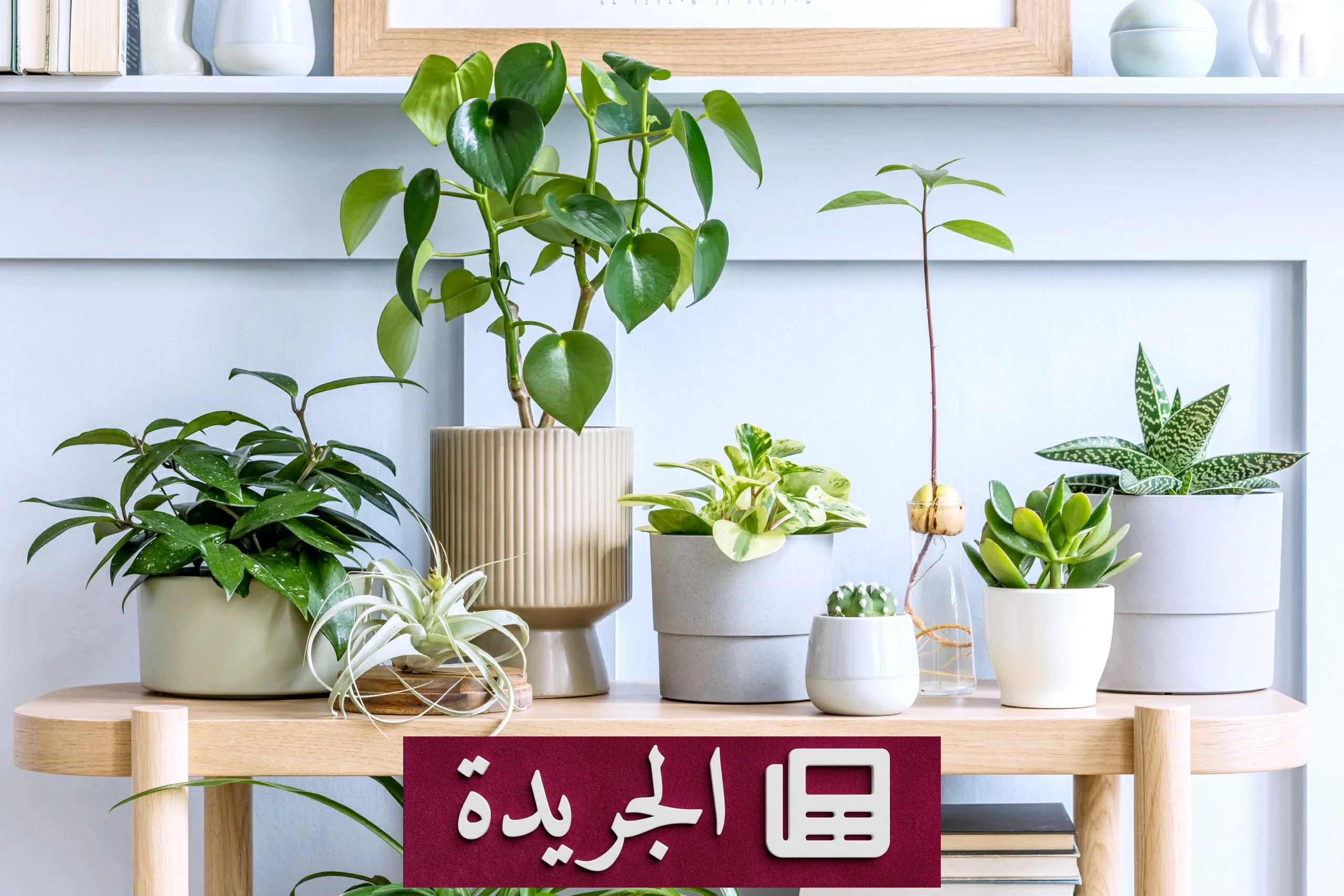 النباتات المنزلية: فوائد صحية وبيئية لا غنى عنها في المنازل - أخبار أونلاين