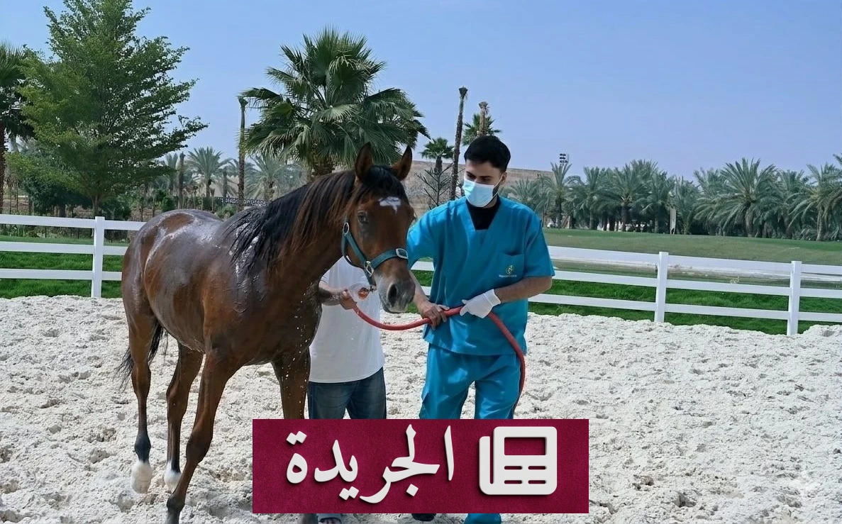 السعودية تحصل على اعتراف دولي بخلوها من التهاب الشرايين الفيروسي في الخيول - آخر الأخبار - الجريدة