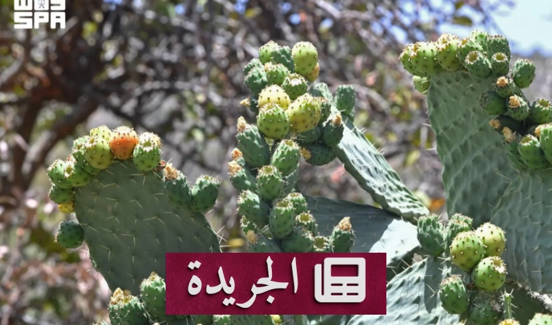 التين الشوكي في عسير.. فرصة اقتصادية وسياحية للمزارعين والزوار - آخر الأخبار - الجريدة