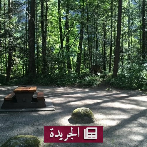 امرأة وحيوانها الأليف ينجون بمعجزة من دب رمادي ضخم - آخر الأخبار - الجريدة