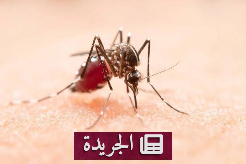 إنجازات وفعاليات وطنية ودولية فيScope واحد - آخر الأخبار - الجريدة