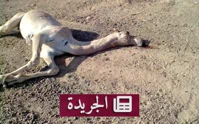 انهيار «سفن الصحراء».. كيف تجاوزت الحرارة قدرة الإبل على التكيف؟ - آخر الأخبار - الجريدة