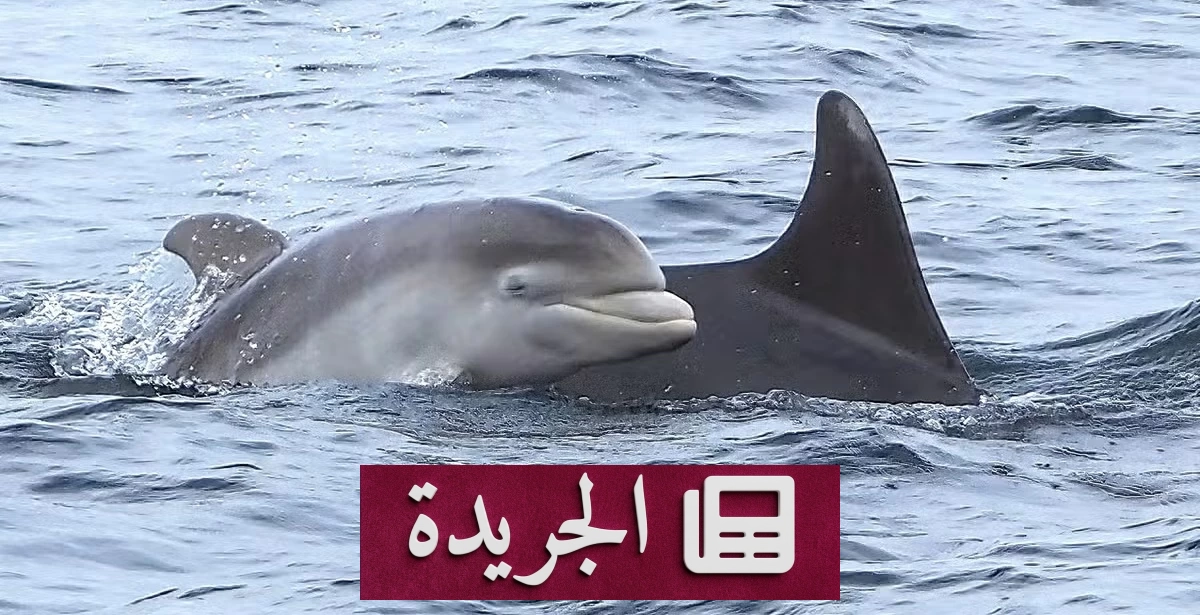 أنثى دولفين تحتضن صغيرها النافق في مشهد مؤلم قبالة أستراليا - آخر الأخبار - الجريدة