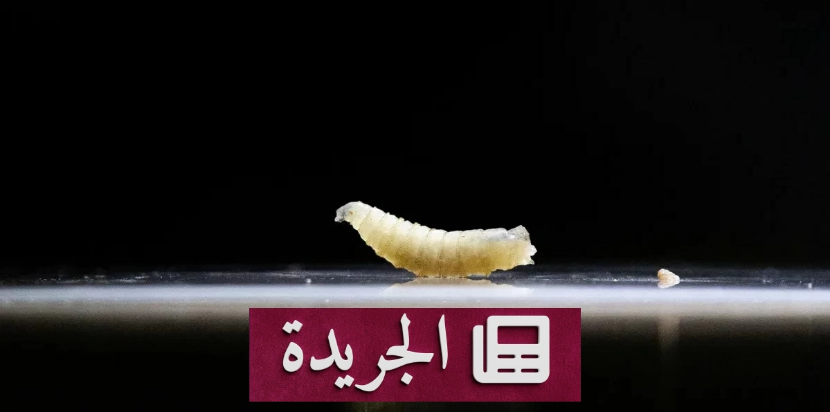 انتقال الدودة الآكلة للأنسجة إلى البشر في المكسيك.. 3 إصابات مؤكدة - آخر الأخبار - الجريدة