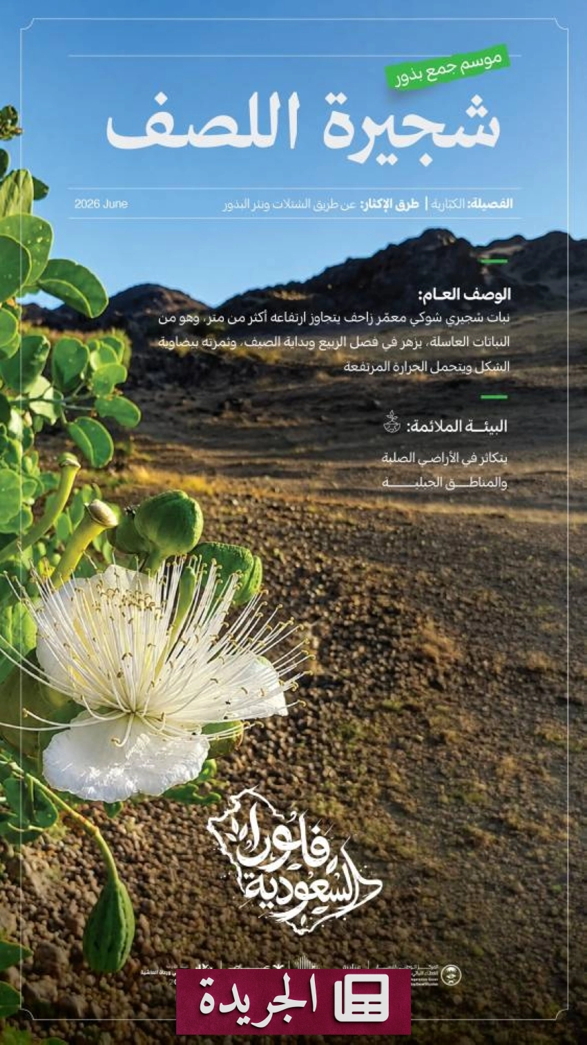 انطلاق موسم جمع بذور نبات اللصف في مناطق المملكة - آخر الأخبار - الجريدة