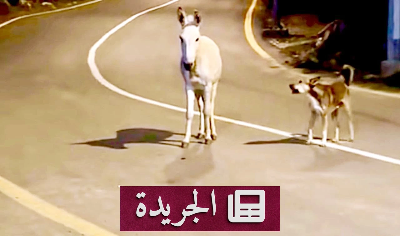 انتشار الحمير والكلاب السائبة في بلّسمر يهدد المزارع والسير ويزعج الأهالي - آخر الأخبار - الجريدة