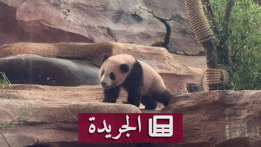أول صغير باندا عملاقة في إندونيسيا يطل على الجمهور بفرح - أخبار أونلاين