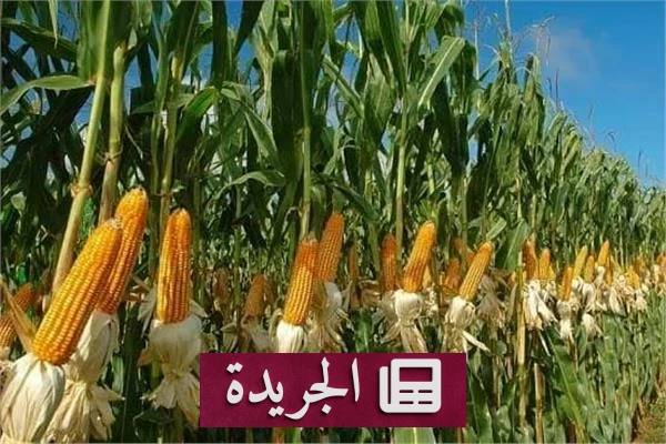 ارتفاع أسعار الذرة 2% بسبب موجات الحر الأوروبية - آخر الأخبار - الجريدة